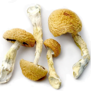 Golden Teacher Mushrooms Canada